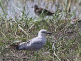 Gull-billed Tern, Lake Ziway