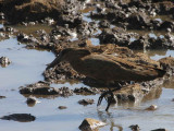 Hammerkop, Sululta Plains