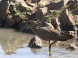 Hammerkop, Sululta Plains