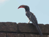 Hemprich's Hornbill (male), Lalibela