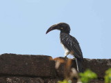 Hemprich's Hornbill (female), Lalibela