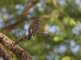 Greater Honeyguide, Yabello