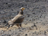 Egyptian Vulture (sub adult), Metahara