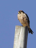 Lanner Falcon, Sululta Plain