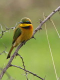 Little Bee-eater, near Axum