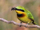 Little Bee-eater, Lake Tana Bahir Dar