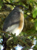 Little Sparrowhawk, near Negele