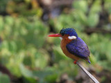 Malachite Kingfisher, Lake Awassa
