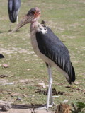 Marabou Stork, Lake Koka