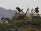 Marabou Stork, Arba Minch