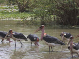 Marabou Stork, Lake Ziway