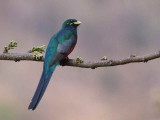 Narina Trogon, Wondo Genet