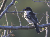 Northern Puffback, near Mega