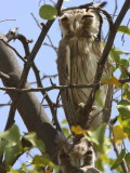 Northern White-faced Scops Owl, Awash NP