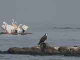 Osprey, Lake Tana