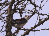 Pygmy Falcon, Yabello