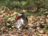 Northern Red-billed Hornbill, Lake Langano