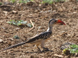 Northern Red-billed Hornbill, Goba