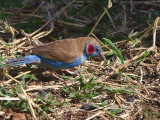 Red-cheeked Cordonbleu, Axum