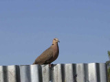 Red-eyed Dove, Axum