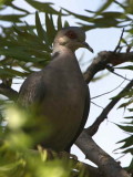 Red-eyed Dove, Axum