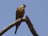 Red-rumped Swallow, Bahir Dar