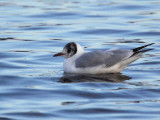 Black-headed Gull, Strathclyde Loch, Clyde