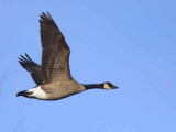 Canada Goose, Loch Lomond NNR, Clyde