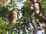 Pels Fishing Owl, Mole NP, Ghana