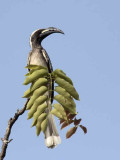 African Grey Hornbill, Mole NP, Ghana