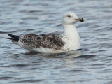 Great Black-backed Gull (2nd winter), Hogganfield Loch, Glasgow