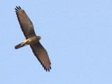 Grasshopper Buzzard, Mole NP, Ghana