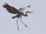 Grey Heron, Mole NP, Ghana