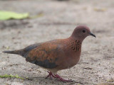 Laughing Dove, Hans Cottage, Ghana