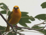 Orange Weaver, Hans Cottage, Ghana