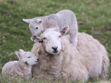 Sheep, Overtoun Glen, Dumbarton
