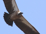 White-backed Vulture, Mole NP, Ghana
