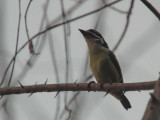 Yellow-throated Tinkerbird, Kakum NP, Ghana