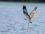 Osprey, Loch Lomond, Clyde