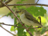 Wood Warbler, Sallochy Wood-Loch Lomond, Clyde