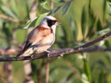 Penduline Tit, Dalyan, Turkey