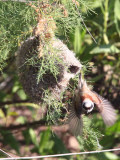 Penduline Tit, Dalyan, Turkey