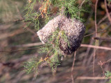 Penduline Tit, Dalyan, Turkey