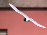 Mediterranean Gull (adult summer), Buckhaven, Fife