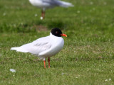 Mediterranean Gull (adult summer), Buckhaven, Fife