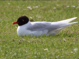 Mediterranean Gull (adult summer), Buckhaven, Fife