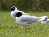 Mediterranean Gull (adult summer), Buckhaven, Fife