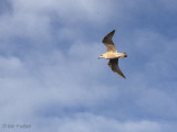 Herring Gull, Stevenston Point, Ayrshire