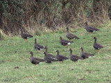 Greenland White-fronted Geese, Loch Lomond NNR, Clyde