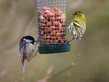 Siskin, Montreathmont Forest, Angus